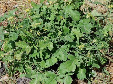 Crucifera in un fosso - Brassica sp.